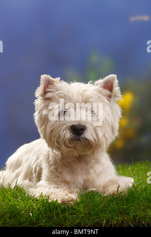 West Highland White Terrier, 12 Jahre alt / Westie Stockfoto