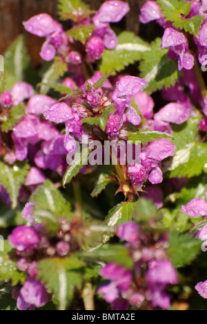 lila Lamium nach Regen Stockfoto