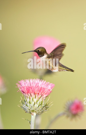 Schwarzer-chinned Kolibri und Kalifornien Distel - vertikale Stockfoto