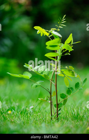 Sämling von einer Robinie (Robinia Pseudoacacia) Baum eine invasiven Arten in Europa, auf einer Wiese wächst Stockfoto