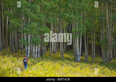 Wanderer auf Arizona National Scenic Trail in San Francisco Peaks Gegend des Coconino National Forest nördlich von Flagstaff, Arizona Stockfoto