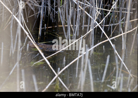 Seltener Anblick der Schermaus (Arvicola Amphibius) in den Schilfgürtel am RSPB Rainham Marshes, Essex, England. Stockfoto