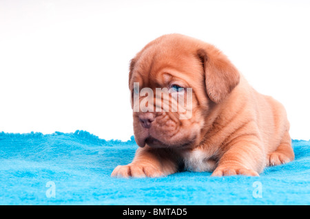 Neugeborene Welpen gehen auf einen blauen Teppich schlafen Stockfoto