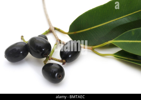 Reife Früchte der Bewohner (Syzygium Cumini) mit Blättern Stockfoto