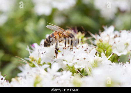 Honey Bee Nectaring Apis Mellifera auf Hebe Bush, Great Malvern, Worcestershire, UK. Stockfoto