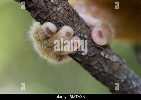 Männliche Bornean Slow Loris Nycticebus Menagensis ruht auf Zweig, Borneo, Sabah, Malaysia. Stockfoto