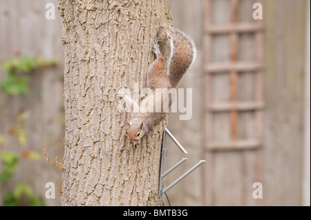 Grauhörnchen (Sciurus Carolinensis) Abstieg Eiche im Garten von Meisenknödeln ernähren, die für Vögel löschte. Stockfoto