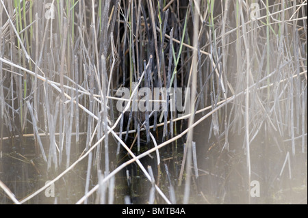 Seltener Anblick der Schermaus (Arvicola Amphibius) in den Schilfgürtel am RSPB Rainham Marshes, Essex, England. Stockfoto