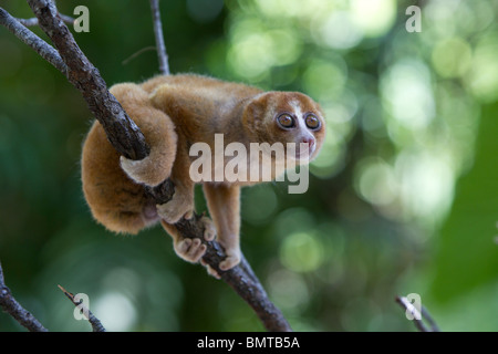 Männliche Bornean Slow Loris Nycticebus Menagensis ruht auf Zweig, Borneo, Sabah, Malaysia. Stockfoto