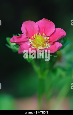 Blühende Erdbeere (Fragaria X Ananassa). Dies ist Hybridsorte hat rosa Blüten, anstatt der normalen weißen. Stockfoto