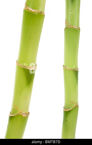 Lucky Bamboo mit weißem Hintergrund Stockfoto