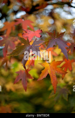 Liquidambar Orientalis - orientalische Amber im Herbst Farbe Stockfoto