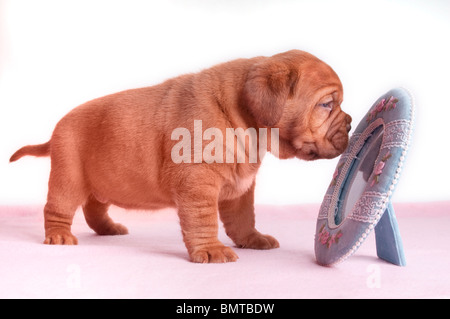 Einen Monat alt Welpen Dogge de Bordeaux in den Spiegel Stockfoto