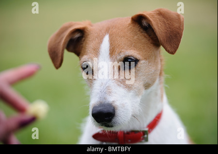 Porträt von einem Parson Jack Russell Terrier gebannt von der Aussicht auf ein Genuss Stockfoto