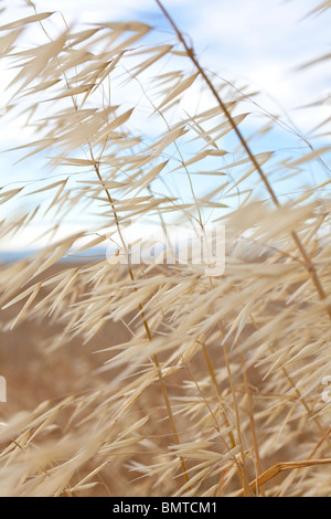 Natur Hintergrund Schuss goldene trockene Gras im Wind mit einem Pastell Blau Himmel hinter Stockfoto