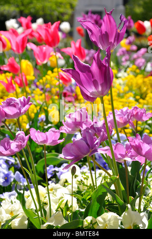 Garten mit gemischten Blumen blühen im Frühjahr Stockfoto