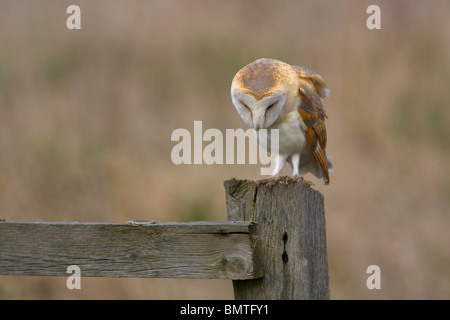 Schleiereule, Tyto alba, Liebling Großbritanniens Eule, Norfolk, Großbritannien. Stockfoto