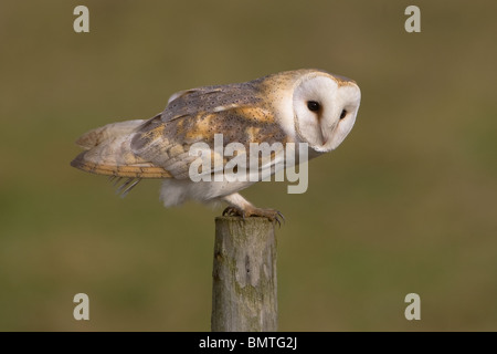 Schleiereule, Tyto alba, Liebling Großbritanniens Eule, Norfolk, Großbritannien. Stockfoto