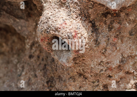 Schlamm-Nest der westlichen Rock Kleiber (Sitta Neumayer), Lesvos (Lesbos), Griechenland Stockfoto