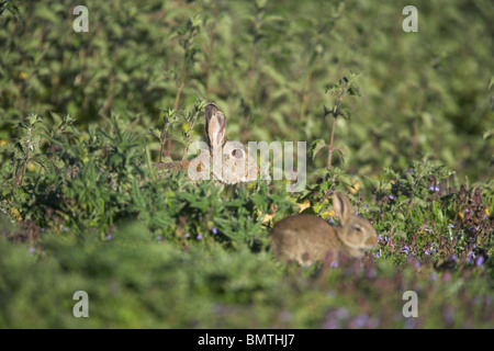 Europäische Kaninchen Oryctolagus Cuniculus auf Weiden Grünland in Weston Moor, Somerset im Mai. Stockfoto