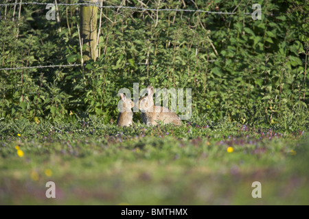 Europäische Kaninchen Oryctolagus Cuniculus auf Weiden Grünland in Weston Moor, Somerset im Mai. Stockfoto