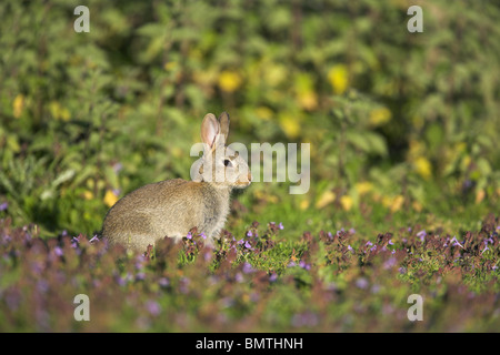 Europäische Kaninchen Oryctolagus Cuniculus auf Weiden Grünland in Weston Moor, Somerset im Mai. Stockfoto