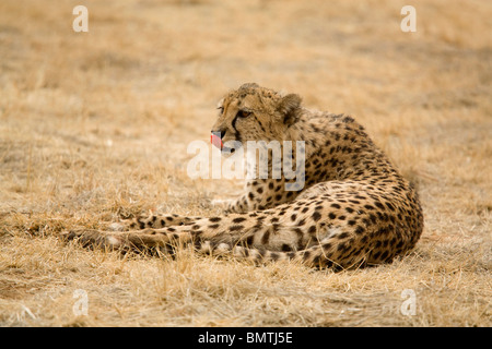 Junge Geparden, Namibia Stockfoto