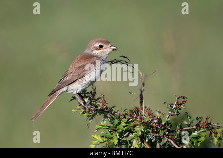 Neuntöter Lanius Collurio, alleinstehende Frau thront auf Zweig, Bulgarien, Mai 2010 Stockfoto