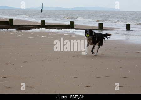 Border-Collie, genießen Sie einen Besuch am Strand in Nord-Wales. Stockfoto