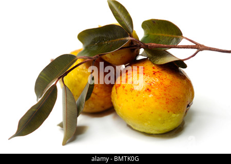 Mangaba Frucht (Hancornia Speciosa) mit Blättern auf weißem Hintergrund Stockfoto