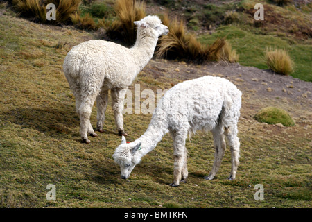 Alpakas auf dem Weg zum Colca Canyon in der Nähe von Arequipa, Peru, Südamerika. Stockfoto