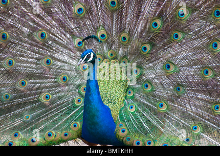 Pfau stolziert es ist stuff.looking mit linken Auge in die Kamera. Farbenpracht. Stockfoto