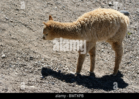 Alpaka auf einem kleinen Markt auf dem Weg zum Colca Canyon in der Nähe von Arequipa, Peru, Südamerika. Stockfoto