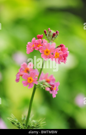 Primula Bulleyana (eine Art von Primula, eine Gruppe bekannt als Kandelaber Primeln) Stockfoto