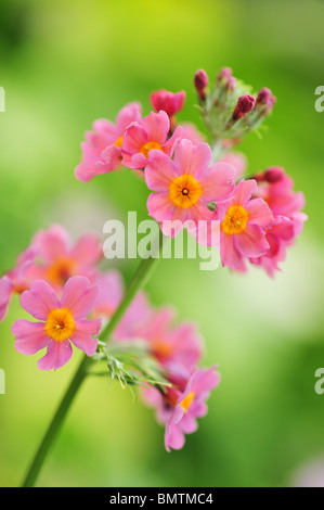 Primula Bulleyana (eine Art von Primula, eine Gruppe bekannt als Kandelaber Primeln) Stockfoto