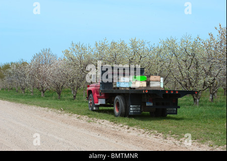 Bienenstöcke auf Tieflader geparkt auf Straße in der Nähe von Kirschgarten im Frühjahr die Blüten bestäuben. Stockfoto