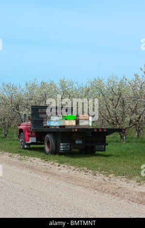 Bienenstöcke auf Tieflader geparkt auf Straße in der Nähe von Kirschgarten im Frühjahr die Blüten bestäuben. Stockfoto