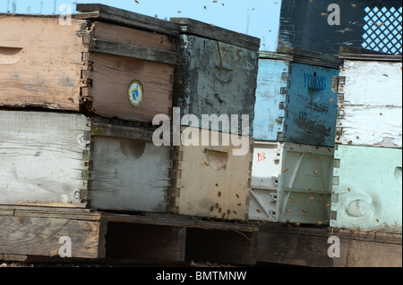 Bienenstöcke auf Tieflader geparkt auf Straße in der Nähe von Kirschgarten im Frühjahr die Blüten bestäuben. Stockfoto