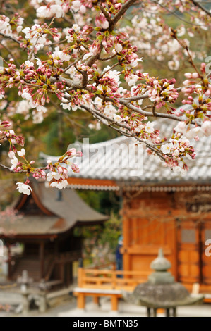 Kirschblüten im Tempelbezirk Otowa-san Kiyomizu Dera, Kyoto JP Stockfoto