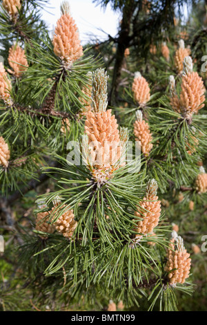 Pinus mugo Stockfoto