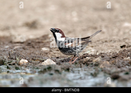 Spanische Sperling, Passer Hispaniolensis, einzelnes Männchen durch Wasser trinken, Bulgarien, Mai 2010 Stockfoto