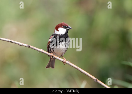 Spanische Sperling, Passer Hispaniolensis, einzelnes Männchen thront auf Zweig, Bulgarien, Mai 2010 Stockfoto