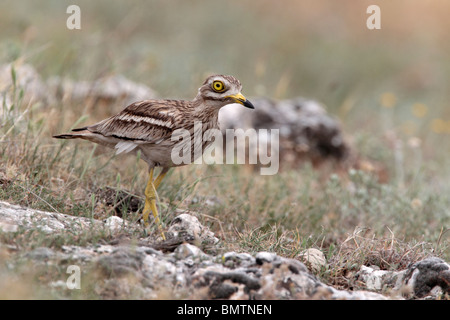 Stein, Brachvogel, Burhinus Oedicnemus, einziger Vogel in Grünland, Bulgarien, Mai 2010 Stockfoto