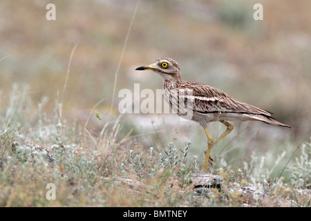 Stein, Brachvogel, Burhinus Oedicnemus, einziger Vogel in Grünland, Bulgarien, Mai 2010 Stockfoto