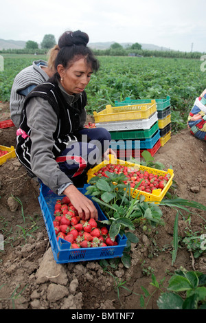 Weibliche Landarbeiter pflückt Erdbeeren, Bulgarien, Mai 2010 Stockfoto