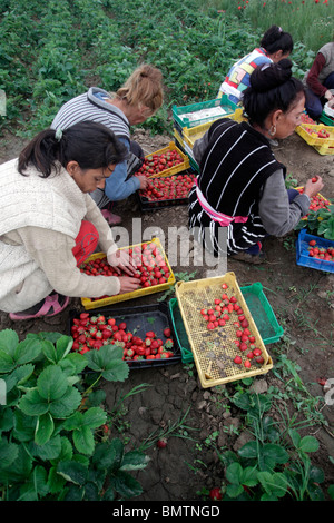 Weibliche Landarbeiter pflückt Erdbeeren, Bulgarien, Mai 2010 Stockfoto