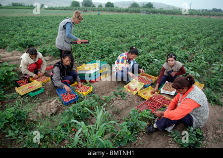 Weibliche Landarbeiter pflückt Erdbeeren, Bulgarien, Mai 2010 Stockfoto