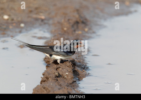 Schwalbe, Hirundo Rustica, einziger Vogel sammeln Schlamm, Bulgarien, Mai 2010 Stockfoto