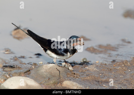 Schwalbe, Hirundo Rustica, einziger Vogel sammeln Schlamm, Bulgarien, Mai 2010 Stockfoto