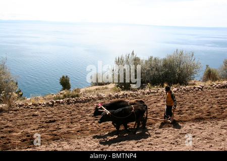 Landwirtschaft auf der Insel Taquile, Titicacasee, Peru. Stockfoto